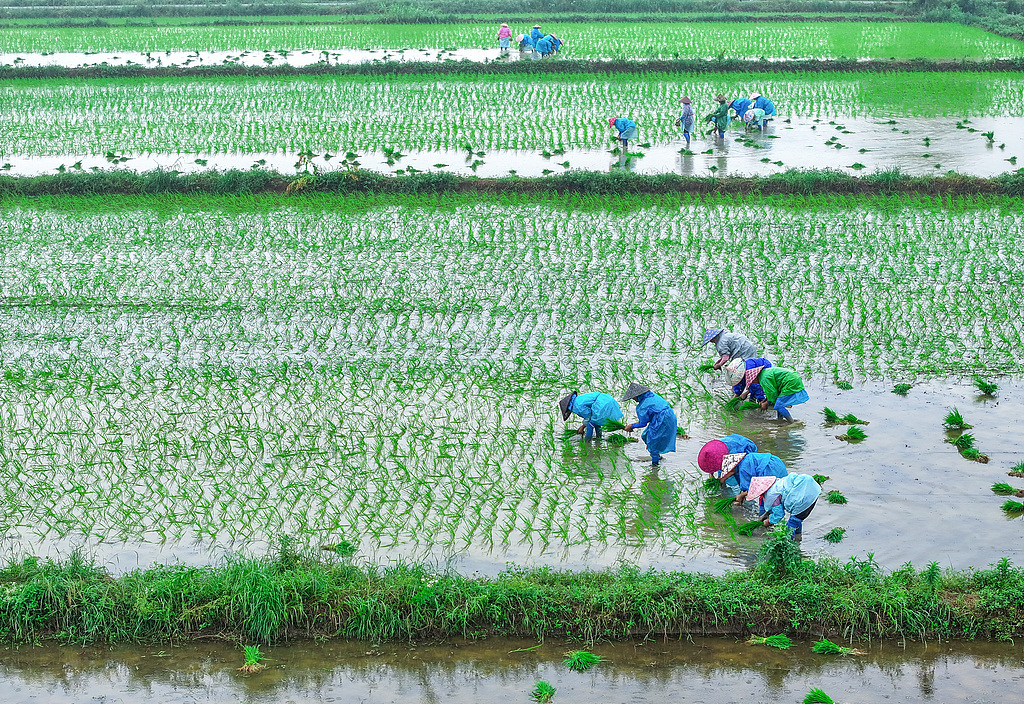 浙江湖州：农民抢抓农时田间插秧