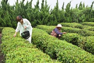 山东日照：茶园迎来丰收季