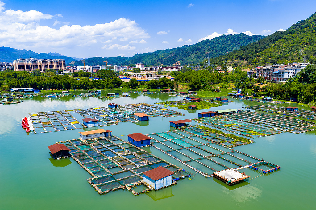 广西贺州：大型网箱养鱼基地蔚为壮观