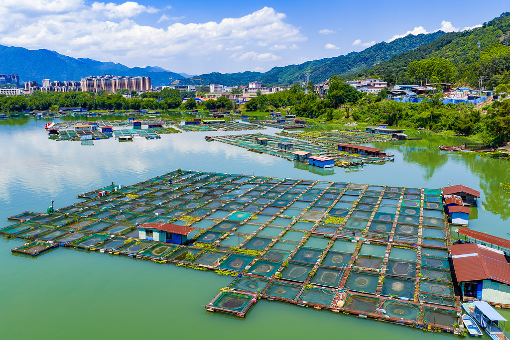 广西贺州：大型网箱养鱼基地蔚为壮观