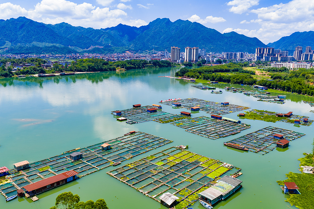 广西贺州：大型网箱养鱼基地蔚为壮观