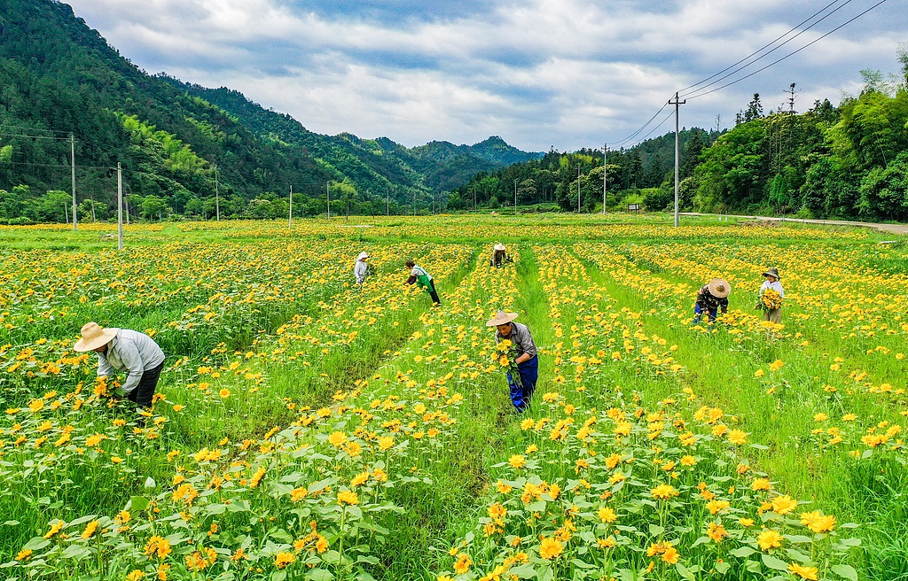浙江金华：村民采收向日葵花