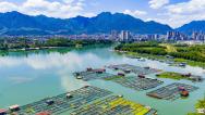 广西贺州：大型网箱养鱼基地蔚为壮观