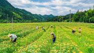 浙江金华：村民采收向日葵花