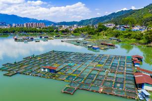 广西贺州：大型网箱养鱼基地蔚为壮观
