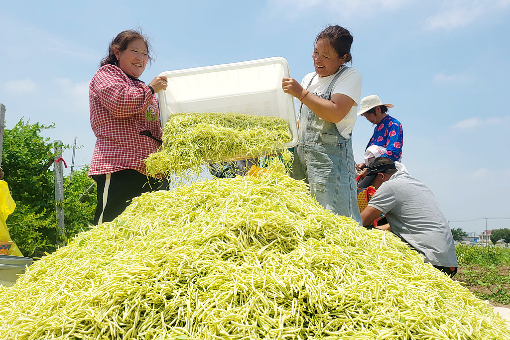 江苏连云港：农户在种植基地采摘金银花