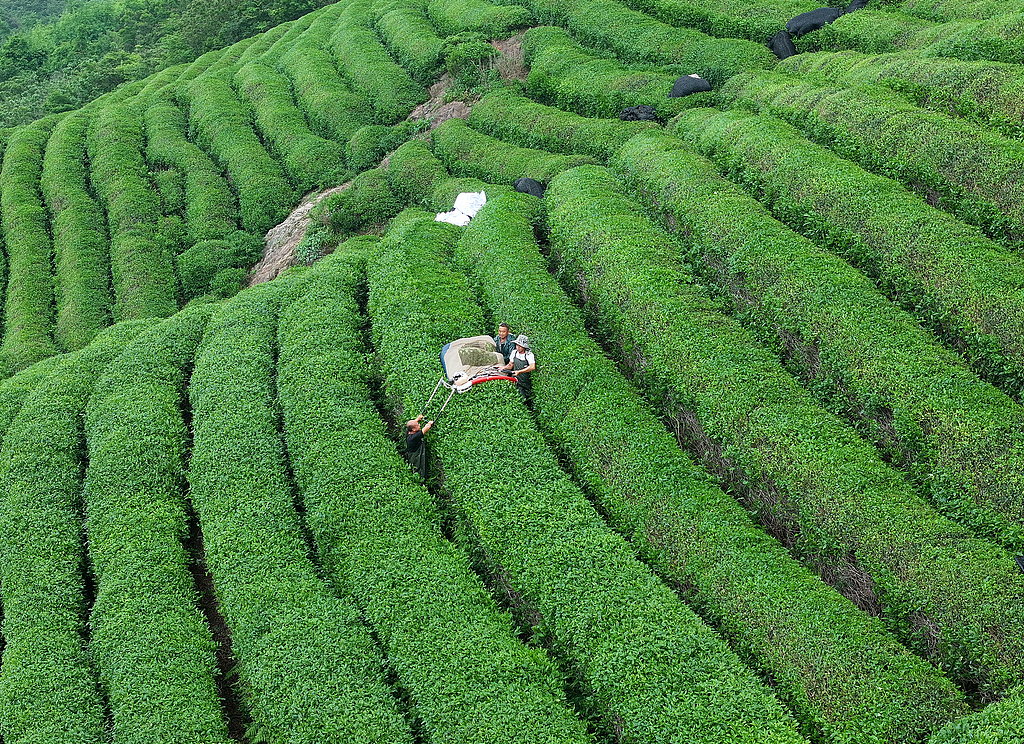 浙江东阳：工作人员使用采茶机采茶