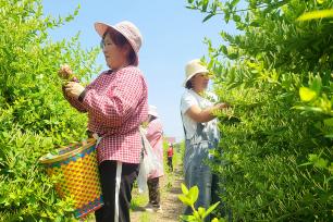 江苏连云港：农户在种植基地采摘金银花