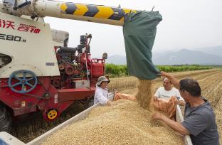 山西运城：夏收小麦全面开镰