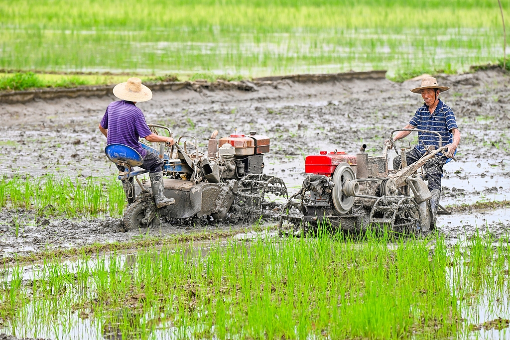 湖北浠水：农民夏耕抢农时