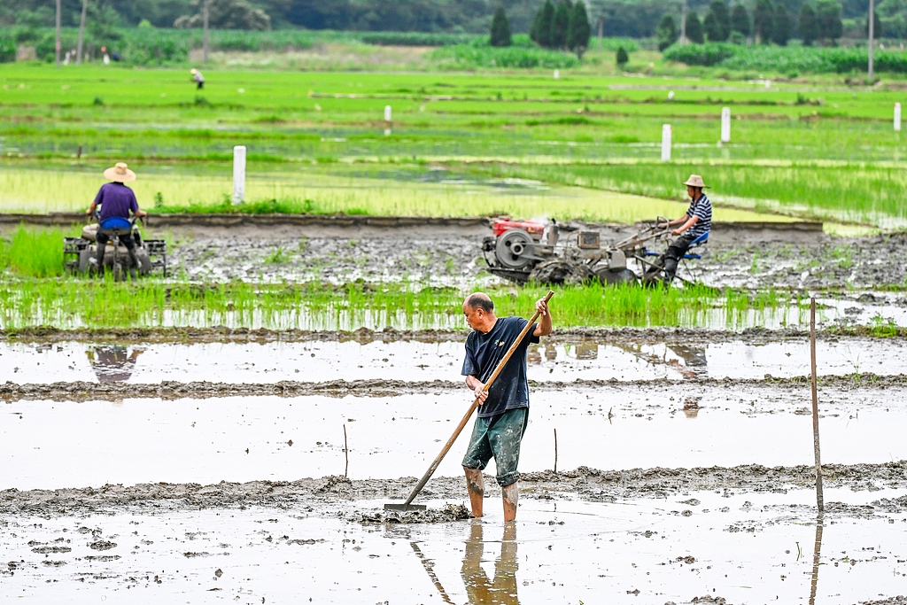 湖北浠水：农民夏耕抢农时