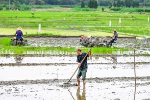湖北浠水：农民夏耕抢农时