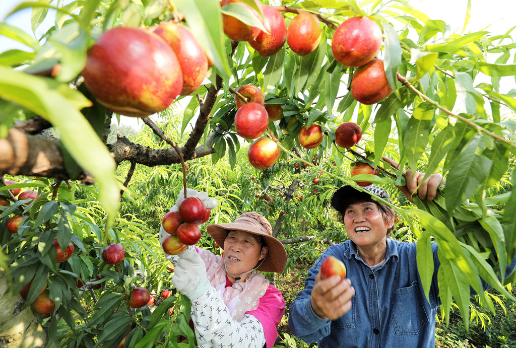 安徽淮北：工人采收鲜桃