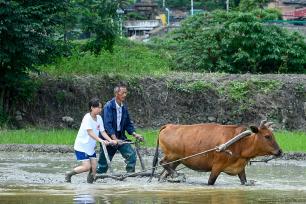 重庆：学生田间学农事体验劳动乐趣