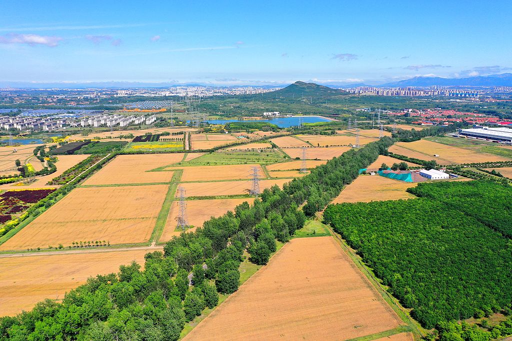 山东青岛：360余万亩小麦陆续成熟丰收在望