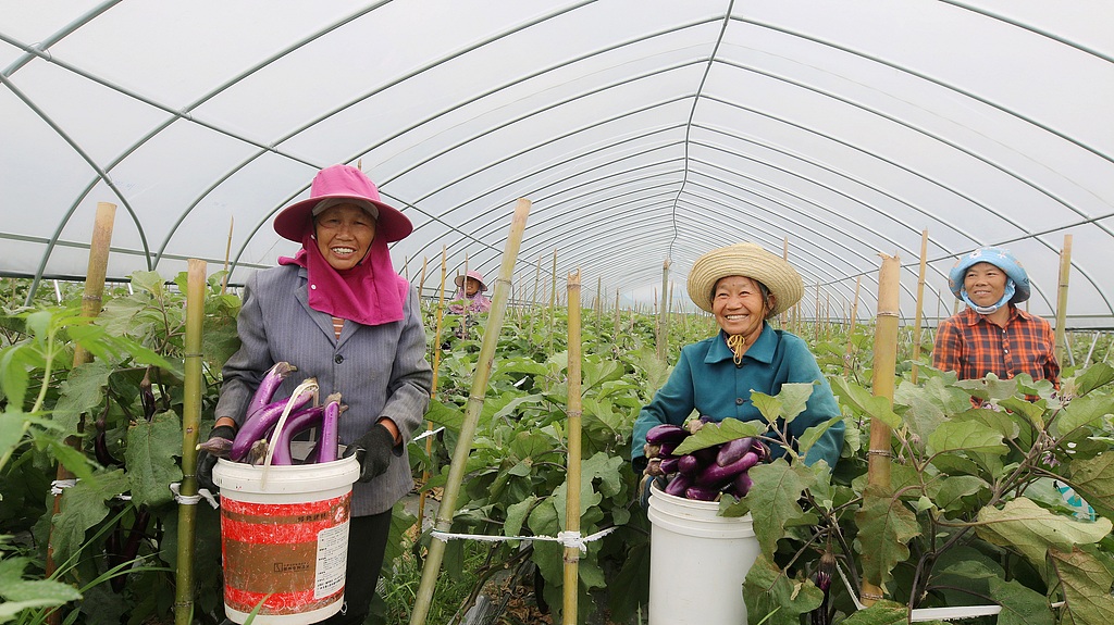 江西遂川：农户在蔬菜种植基地采摘茄子