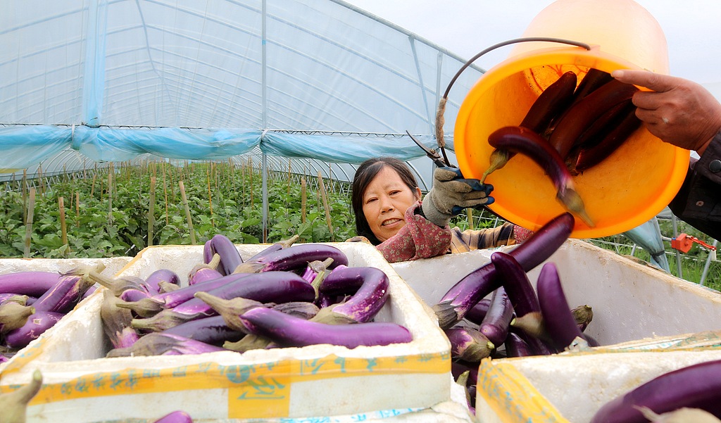 江西遂川：农户在蔬菜种植基地采摘茄子