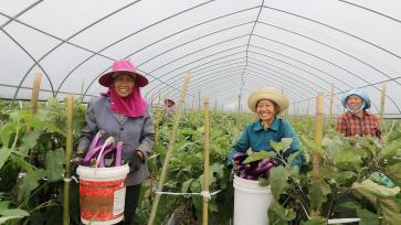 江西遂川：农户在蔬菜种植基地采摘茄子