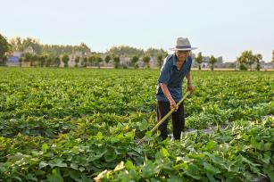 安徽亳州：农民在田间管护红薯秧苗