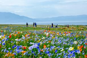 新疆博州：赛里木湖畔繁花似锦吸引游客