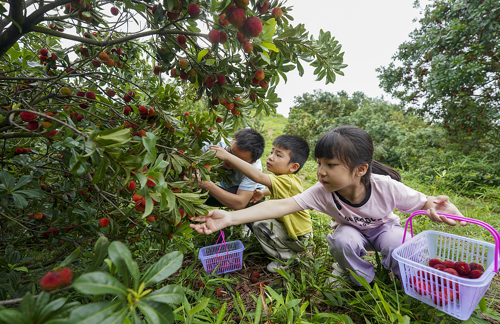 江西新余：游客在种植基地采摘杨梅