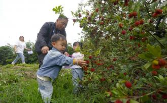 江西新余：游客在种植基地采摘杨梅