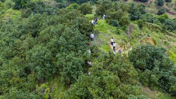 江西新余：游客在种植基地采摘杨梅