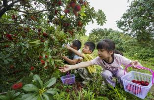 江西新余：游客在种植基地采摘杨梅