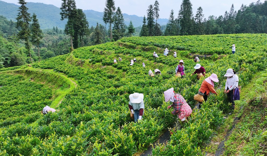 重庆：茶农采摘高山藤茶