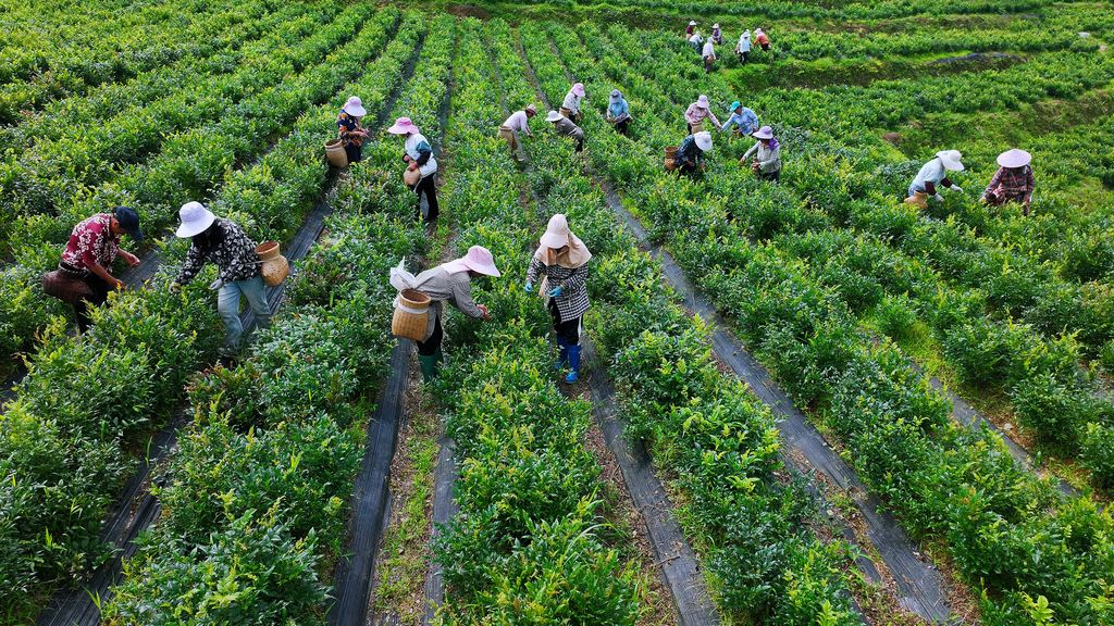 重庆：茶农采摘高山藤茶