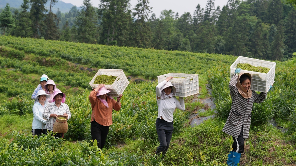 重庆：茶农采摘高山藤茶