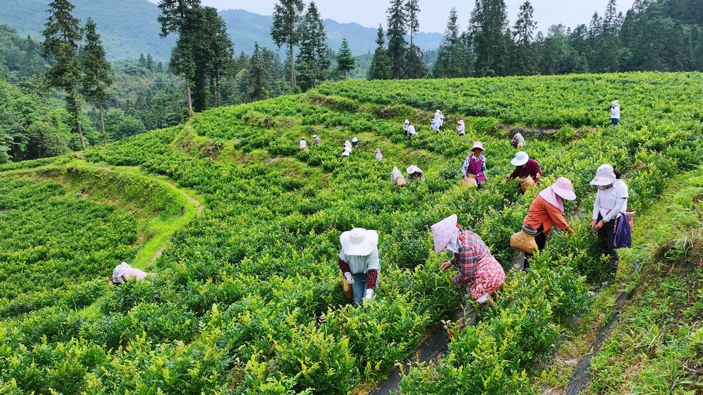 重庆：茶农采摘高山藤茶