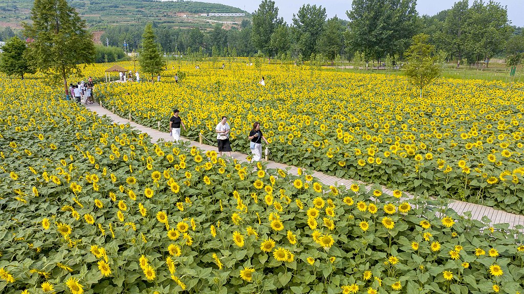 河南洛阳：油葵花开吸引游客前来打卡