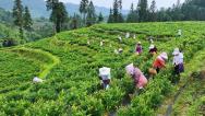 重庆：茶农采摘高山藤茶