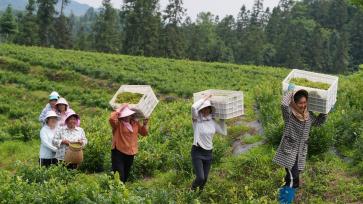 重庆：茶农采摘高山藤茶