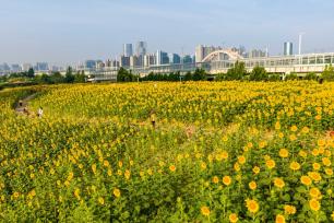 河南郑州：向日葵花海进入盛花期