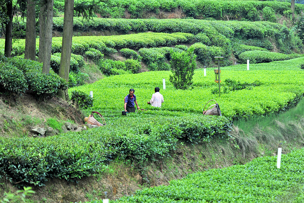湖北宜昌：茶农采摘夏茶