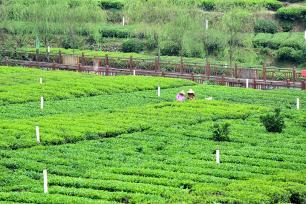 湖北宜昌：茶农采摘夏茶
