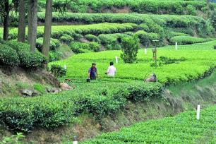 湖北宜昌：茶农采摘夏茶