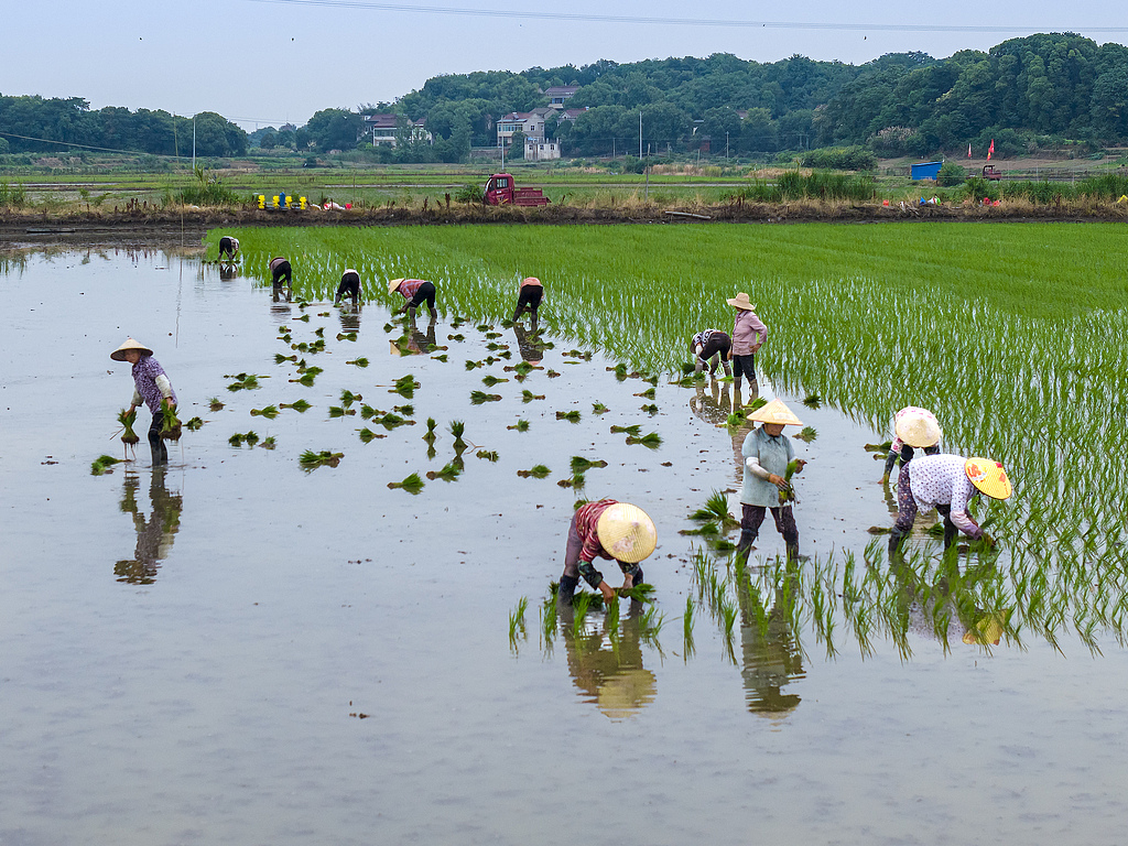 安徽铜陵：农民抢抓农时栽插水稻秧苗