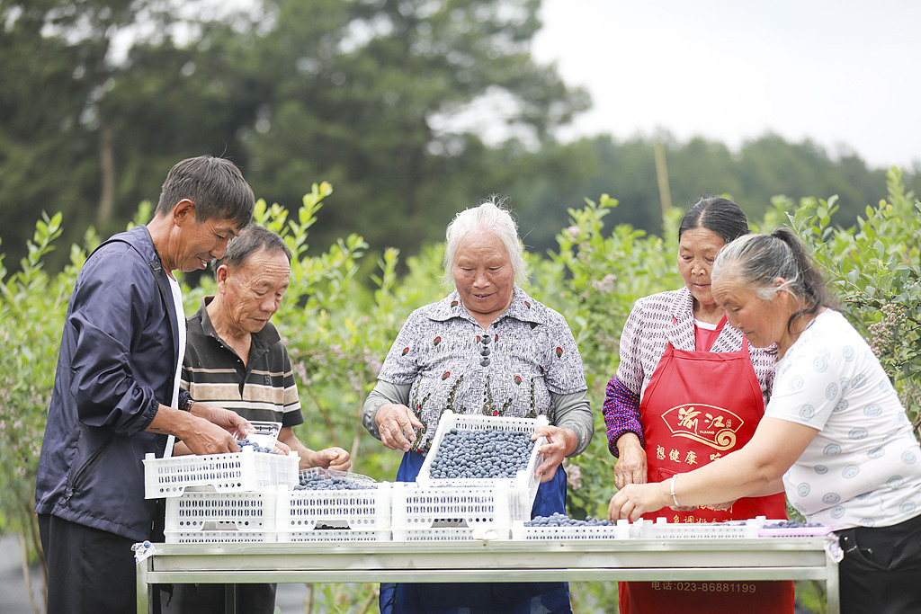 贵州黔西：蓝莓丰收促农增收