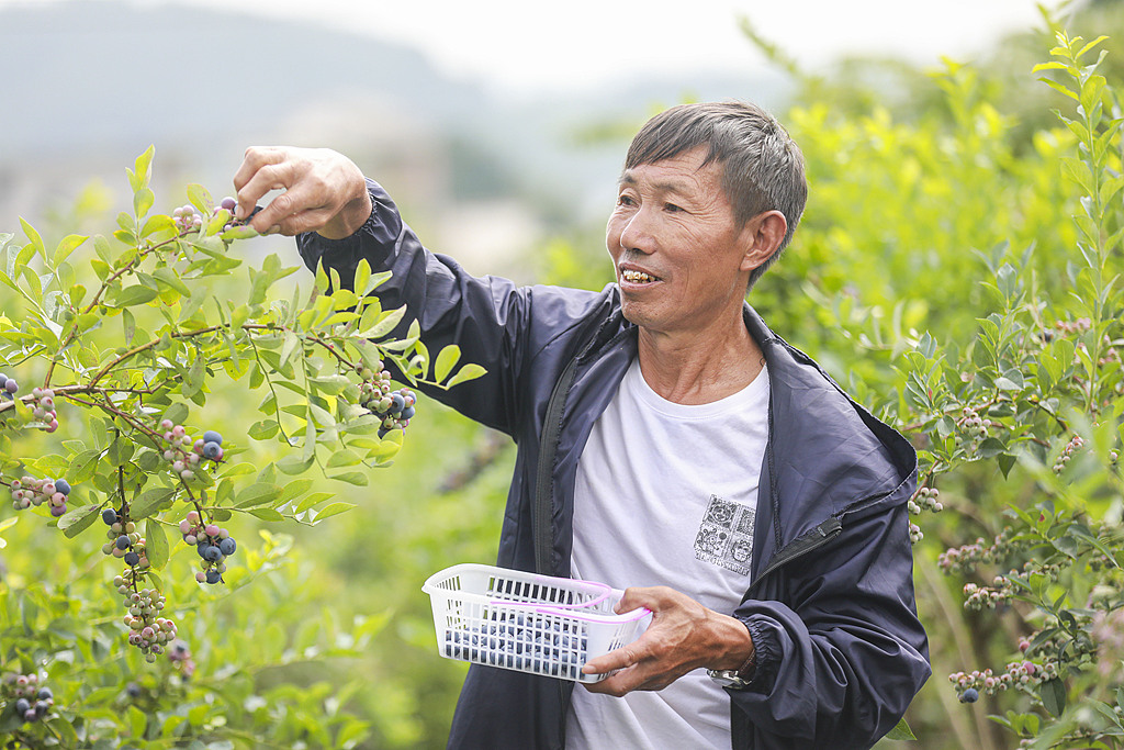 贵州黔西：蓝莓丰收促农增收