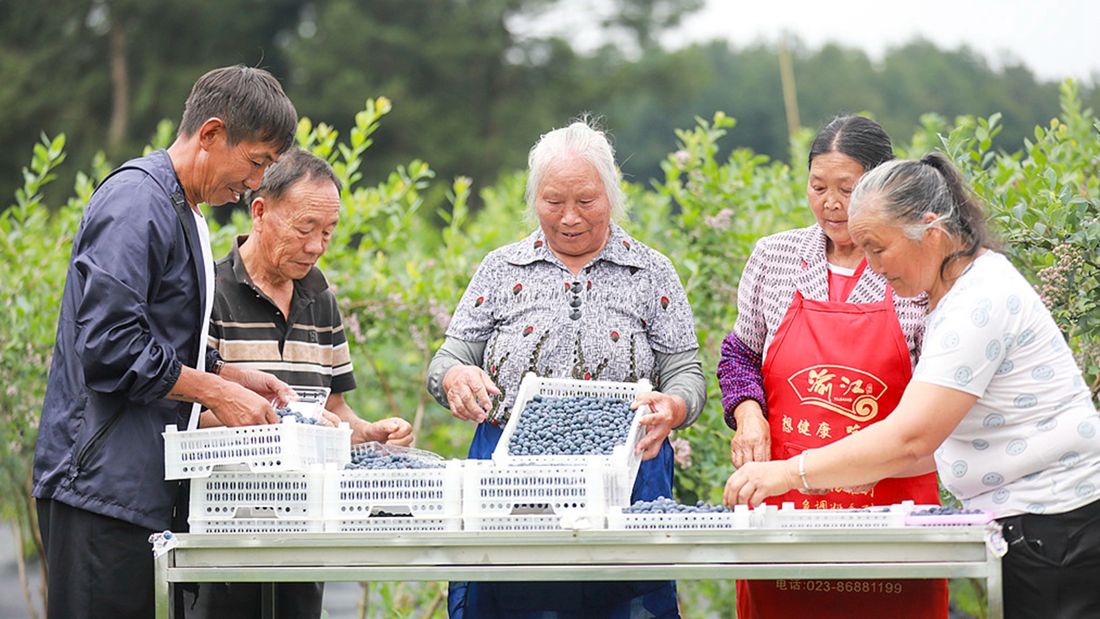 贵州黔西：蓝莓丰收促农增收