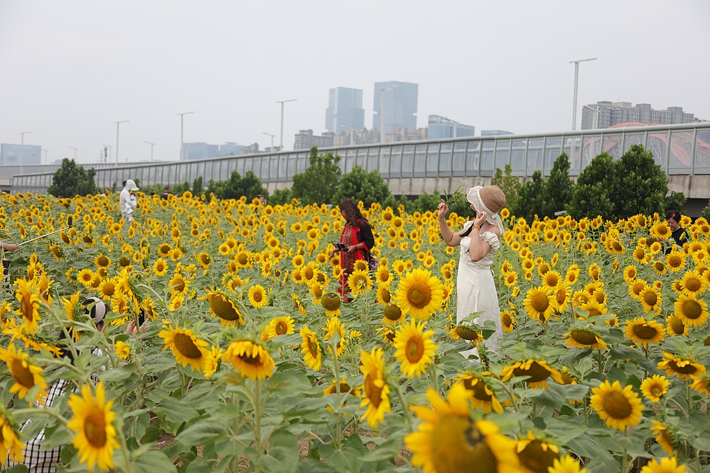 河南郑州：向日葵花海吸引市民打卡拍照