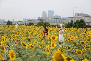 河南郑州：向日葵花海吸引市民打卡拍照