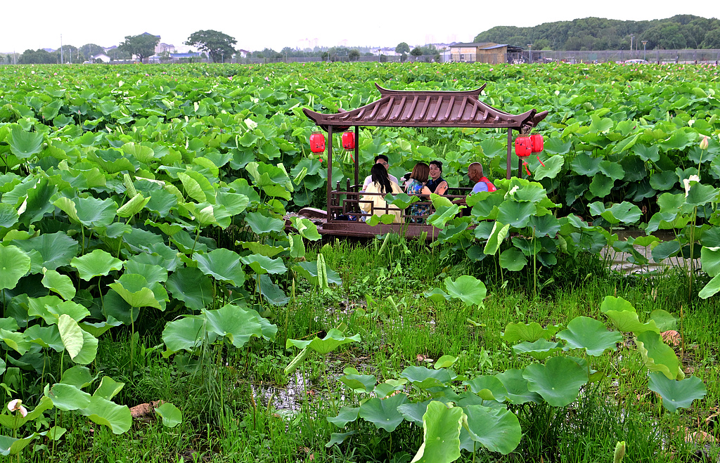 江苏太仓：乡村荷花盛开 游客泛舟赏景
