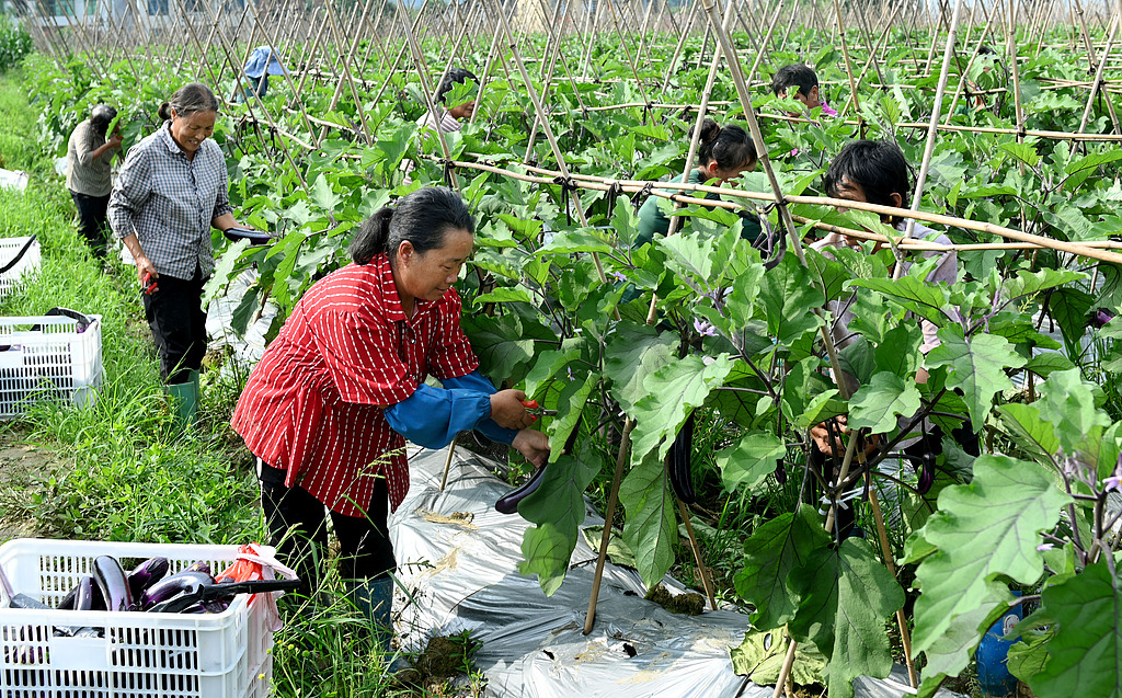 湖南邵阳：农民在蔬菜基地采收茄子