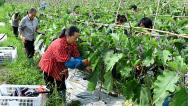 湖南邵阳：农民在蔬菜基地采收茄子