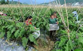 湖南邵阳：农民在蔬菜基地采收茄子