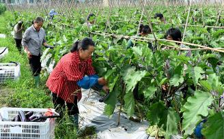湖南邵阳：农民在蔬菜基地采收茄子